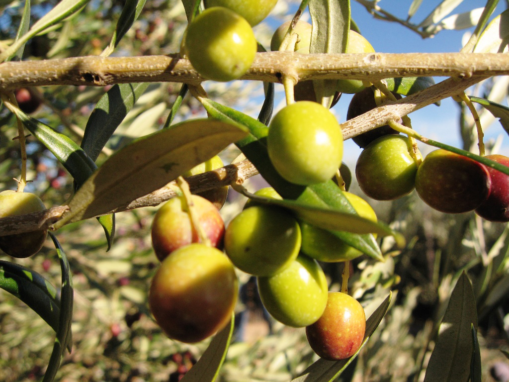 Arbequina
